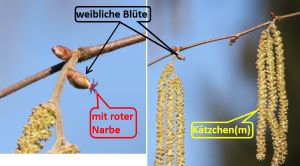 Haselbl&uuml;te mit K&auml;&auml;tzchen und Dichasie