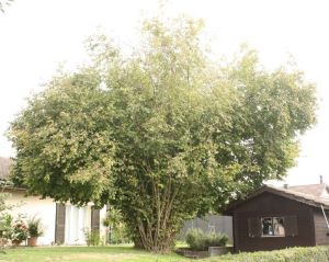 Der grosse Haselstrauch als Schattenspender im Garten
